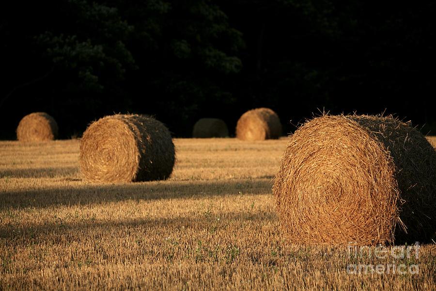 Hay Rolls Photograph by Timothy Johnson