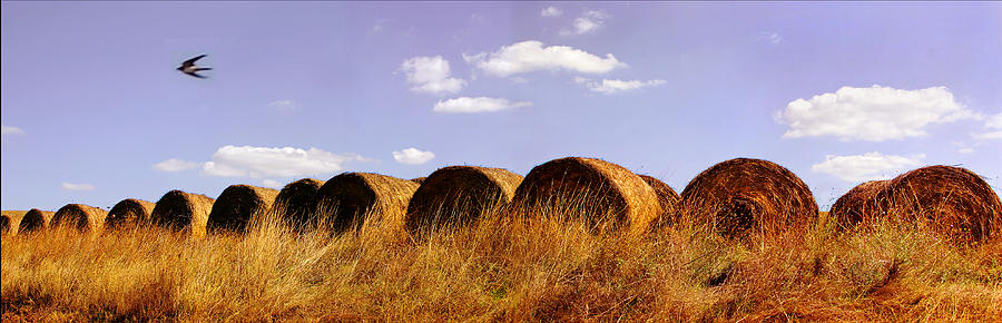 HayBale Row Photograph by T R Maines