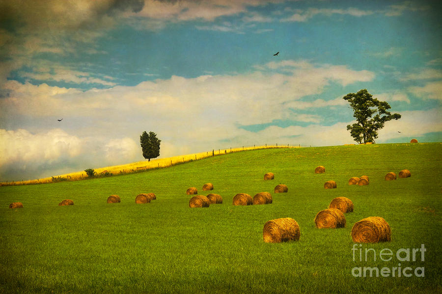 Tree Photograph - Hayfield by Susan Isakson