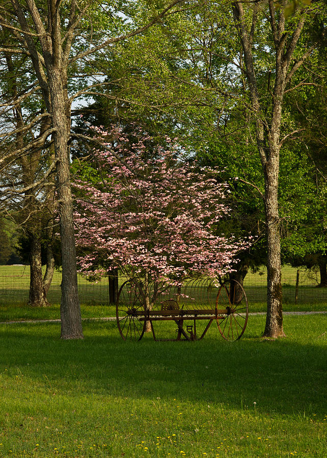 Tree Photograph - Hayrake and Dogwood Blossoms 2 by Douglas Barnett