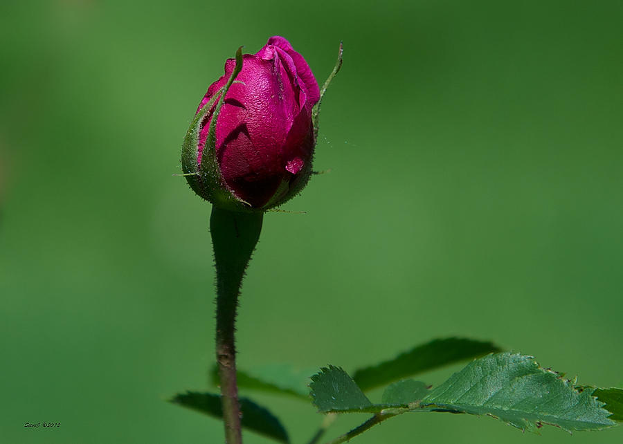 Hays Proserpine Rose Bud Photograph by Stephen Johnson