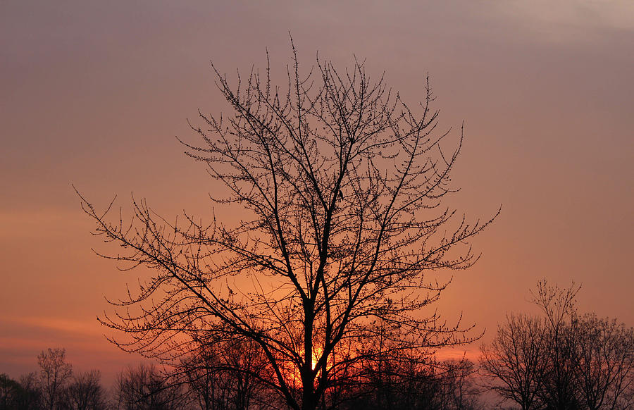 Tree Photograph - Hazy Rising by Rachel Cohen