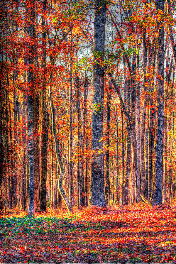 HDR- Autumn Leaves Photograph by Joe Myeress
