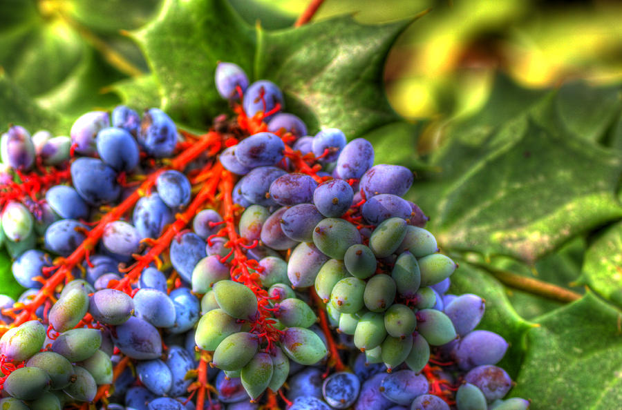HDR- Berries Photograph by Joe Myeress