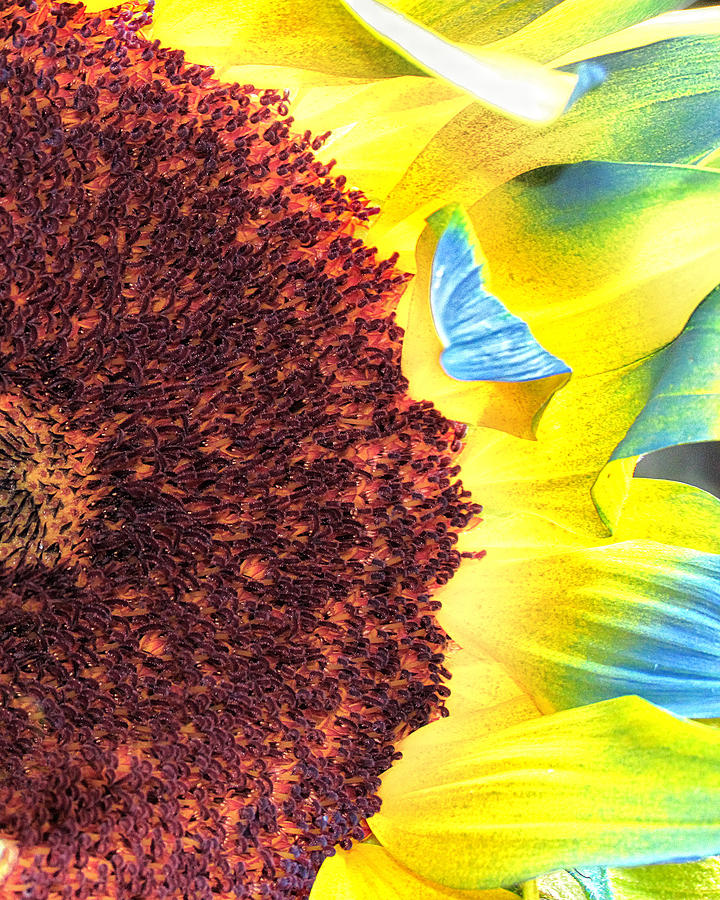 HDR Macro Sunflower Photograph by Joe Myeress
