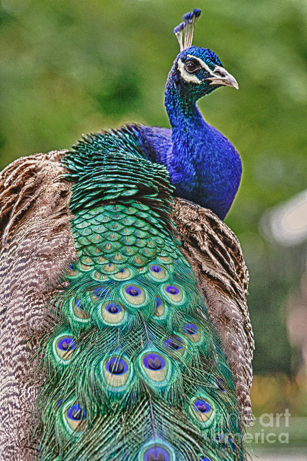 HDR Peacock Bird Birds Photos Pictures Vibrant Scenic Vivid Photography Wild Life Striking Picture Photograph by Al Nolan