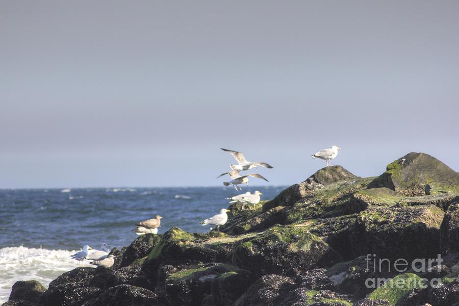 HDR Seagulls at Play Photograph by Al Nolan