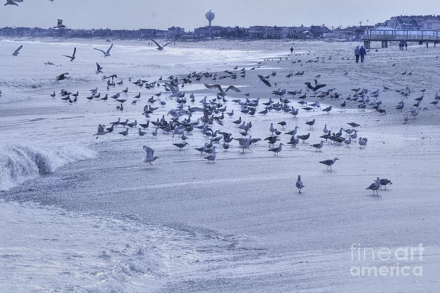 HDR Seagulls at Play in the Sand Photograph by Al Nolan