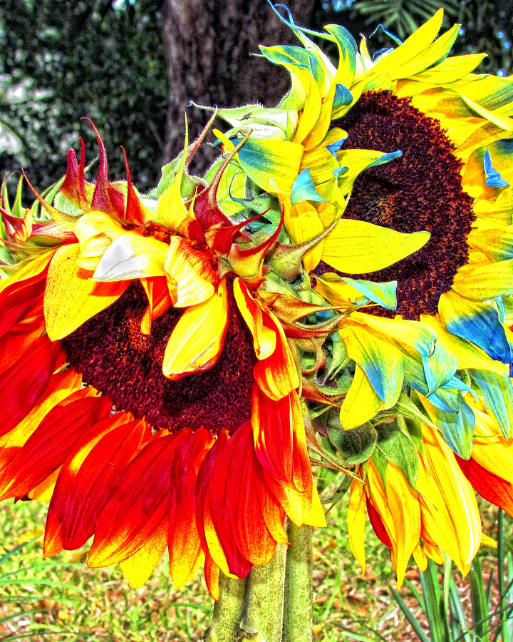 HDR Sunflower Photograph by Joe Myeress