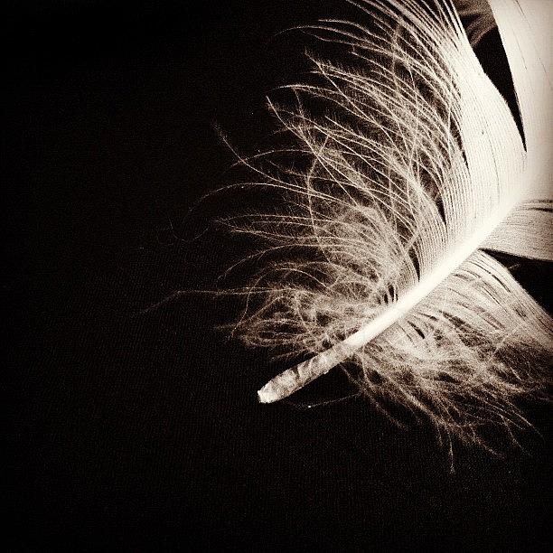 Feather Still Life Photograph - He Is The (h)eart(h)quake by Francesca Sara