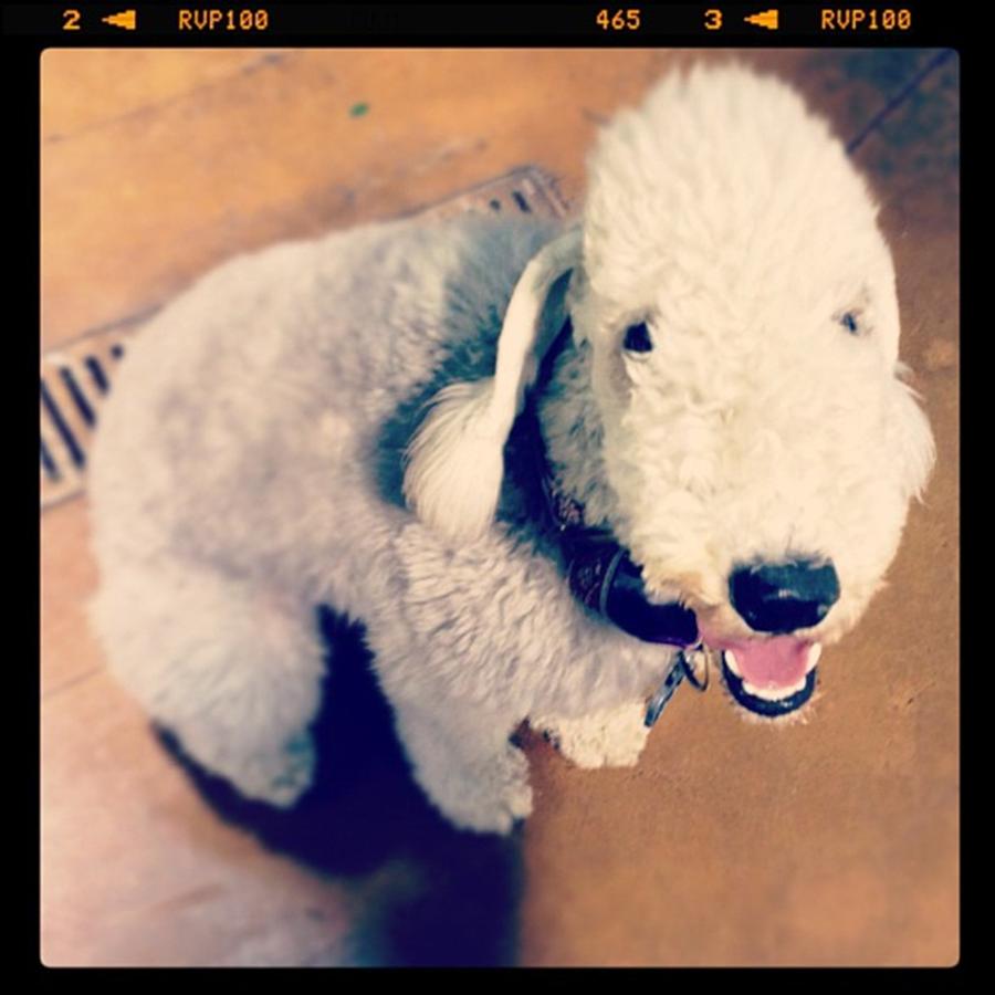 He Looks Like A Sheep! Lol 🐶 Photograph by Nena Alvarez