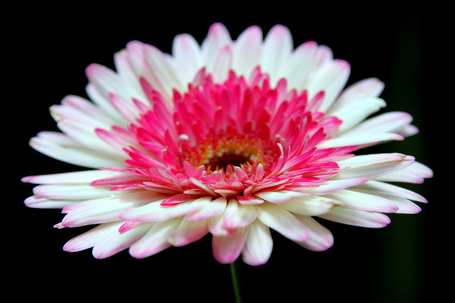 Flower Photograph - He Loves Me by Karen Wiles