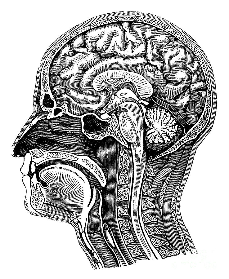 Head And Brain Anatomy Photograph by Science Source