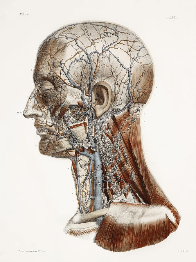 Head And Neck Anatomy Historical Artwork Photograph By Fine Art America