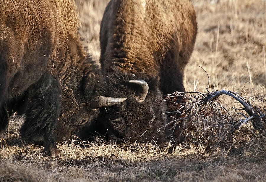 Yellowstone National Park Photograph - Head Butting Bison by Derek Holzapfel