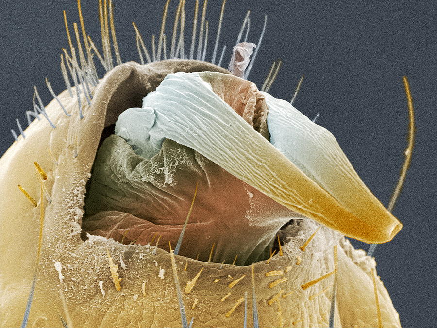 Wildlife Photograph - Head Louse Penis, Coloured Sem by Power And Syred