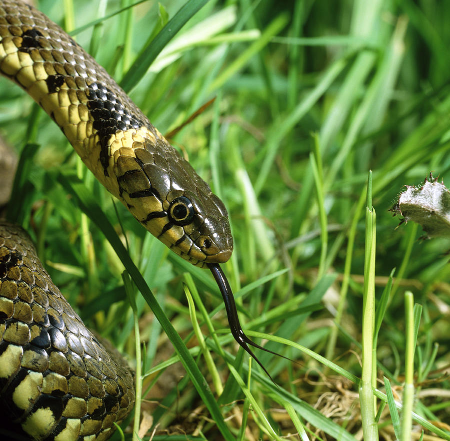 Head Of A Common Grass Snake by Dr Jeremy Burgess