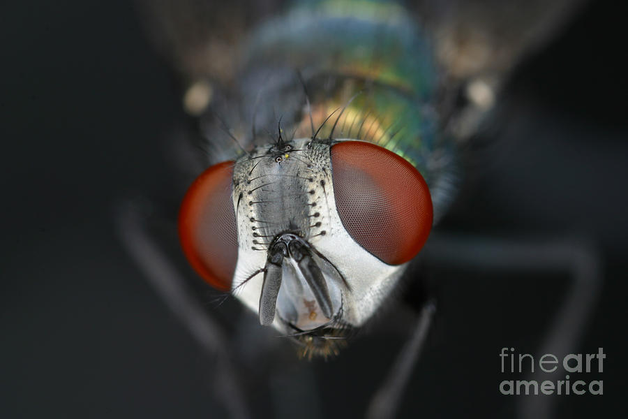 Insects Photograph - Head Of A Green Blow Fly by Ted Kinsman