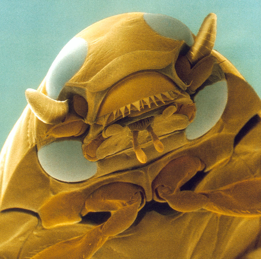 Nature Photograph - Head Of A Whirligig Beetle, Sem by Power And Syred