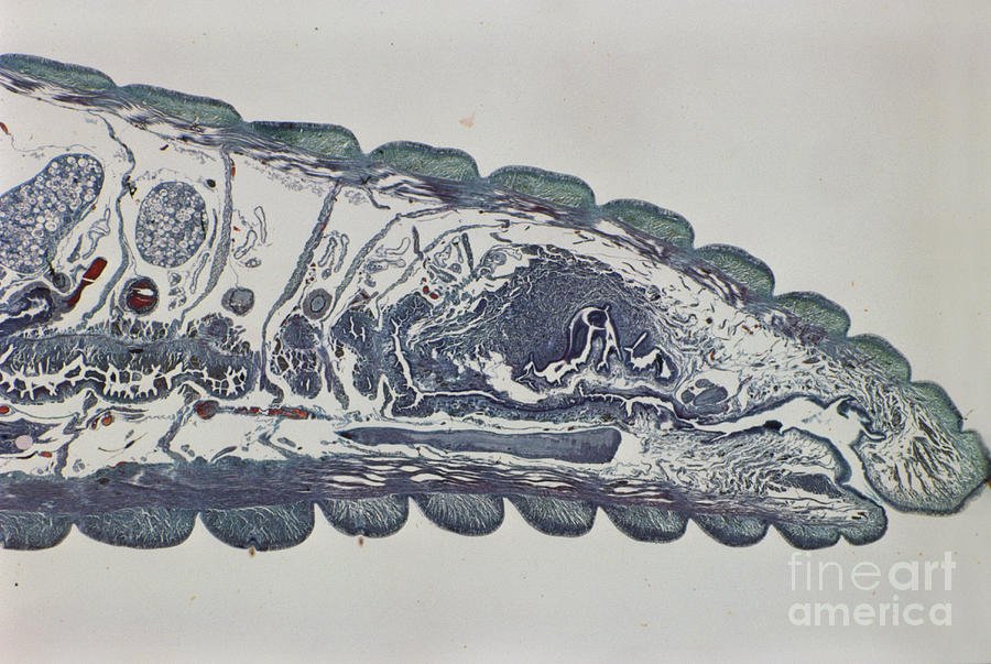 Head Of An Earthworm Photograph by M. I. Walker