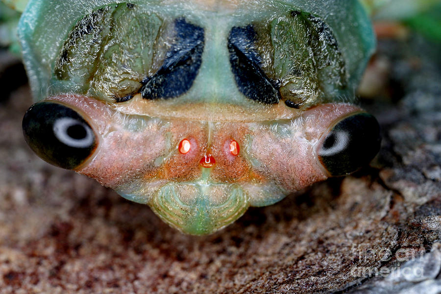 Insects Photograph - Head Of Cicada by Ted Kinsman