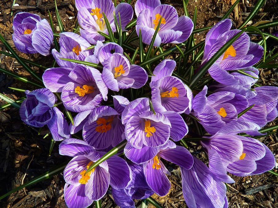 Head of Crocus Photograph by Jeanette Oberholtzer