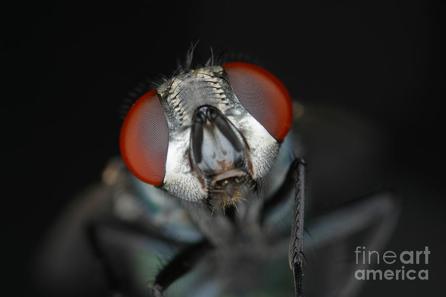 Head Of Green Blow Fly Photograph by Ted Kinsman