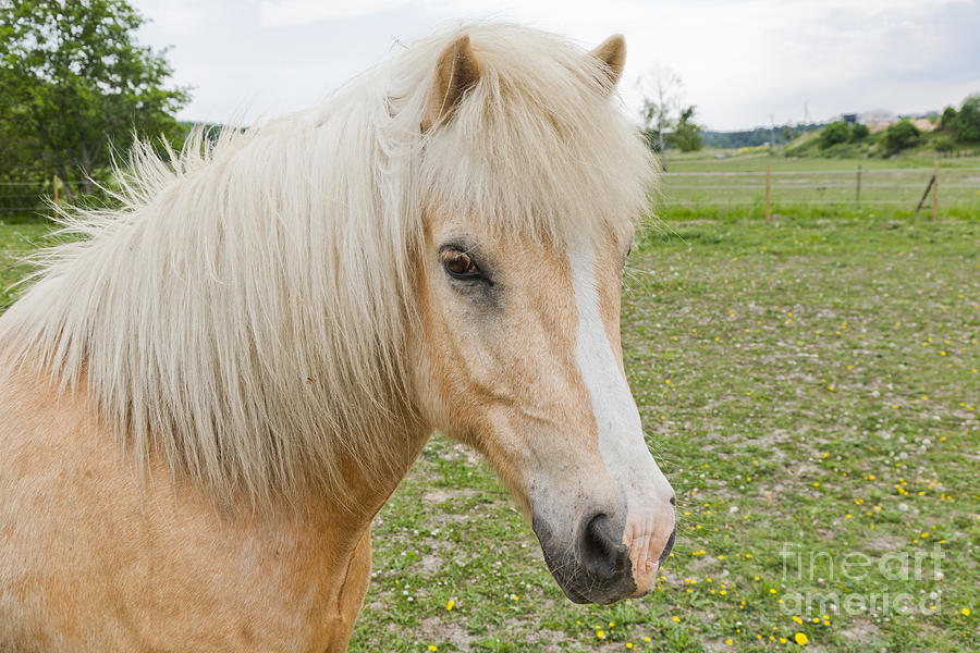 Head of palomino Icelandic horse with a blaze Photograph by Kathleen Smith