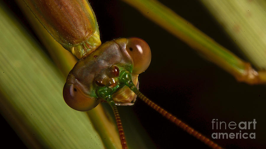 Head Of Praying Mantis Photograph by Mareko Marciniak