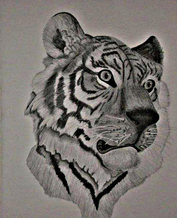 Head of the Tiger Drawing by Martijn Opsomer | Fine Art America