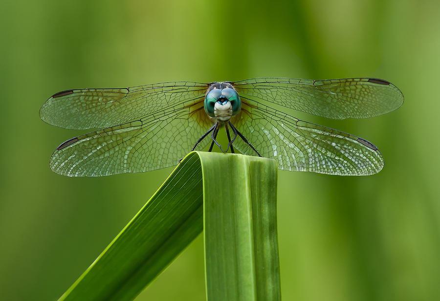 Head on Dragonfly Photograph by Steve Zimic