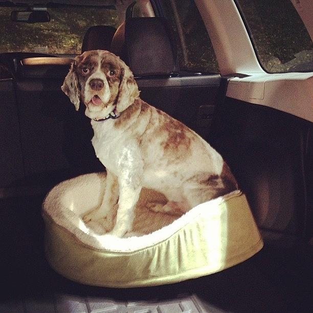 Dog Photograph - Headed To A New Home In The #forester by Simon Prickett
