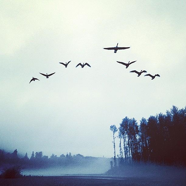 Geese Photograph - Heading South I by Rory Tucker