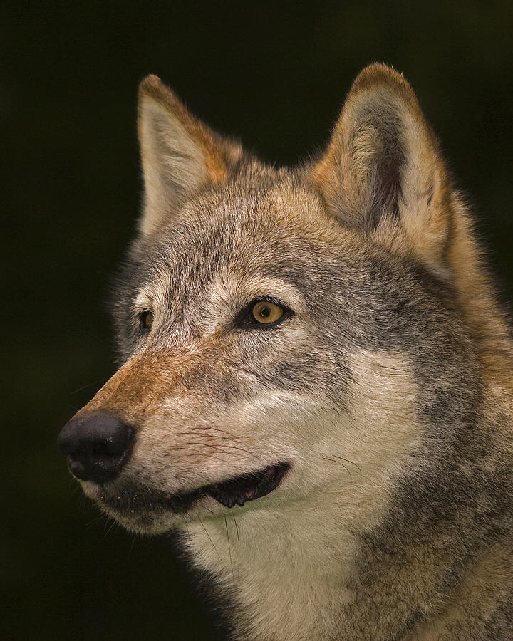 Headstudy European Wolf Photograph by Paul Scoullar