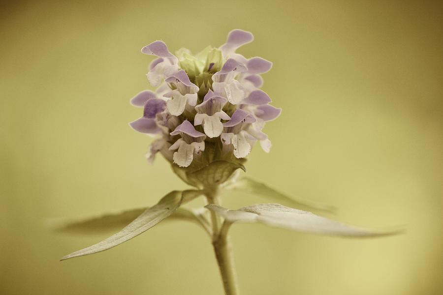 Flower Photograph - Heal-all in partial sepia by JD Grimes