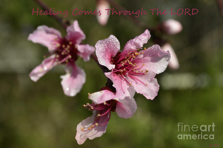 Healing Comes Through The Lord Photograph by Donna Brown