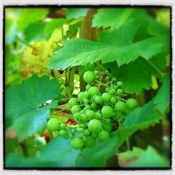 Summer Photograph - Heard It Through The Grapevine #grapes by Polly Rhodes