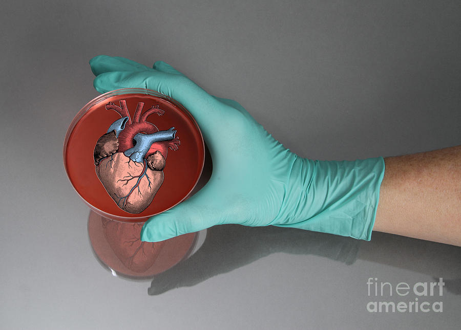 Heart Inside A Petri Dish Photograph by Photo Researchers