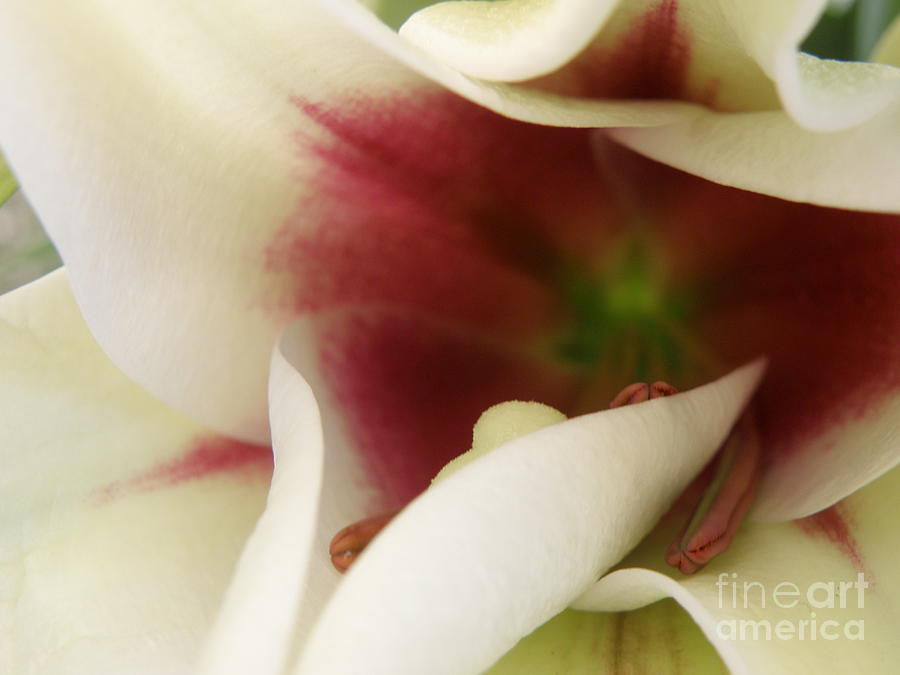 Heart of a Lily Photograph by Lainie Wrightson