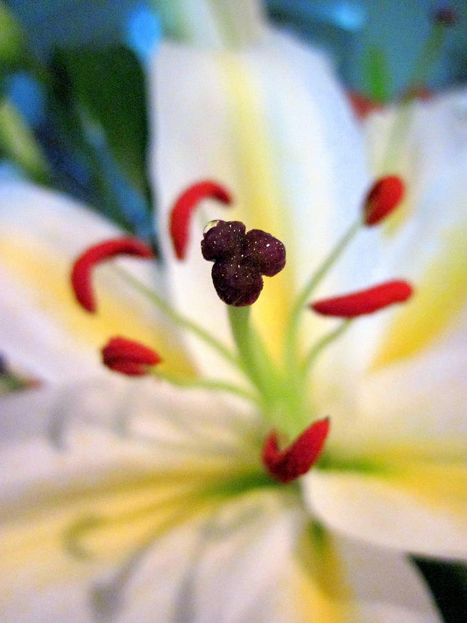 Heart of a Lily Photograph by Life Makes Art