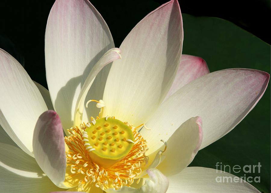 Heart of a Lotus Photograph by Sabrina L Ryan