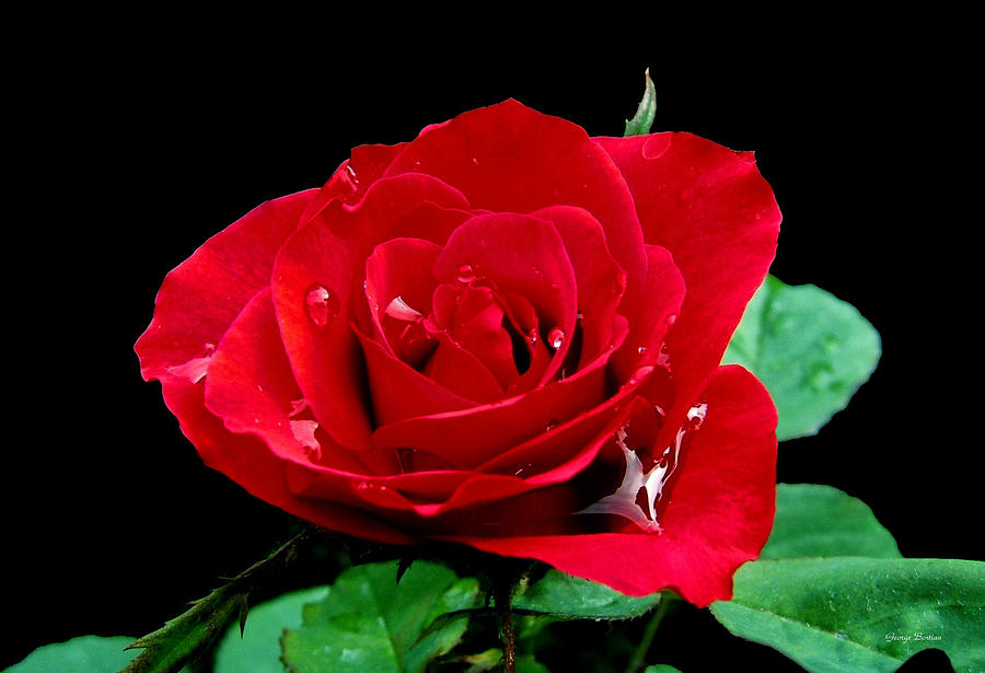 Heart of a Rose 2 Red Rose with raindrops Photograph by George Bostian
