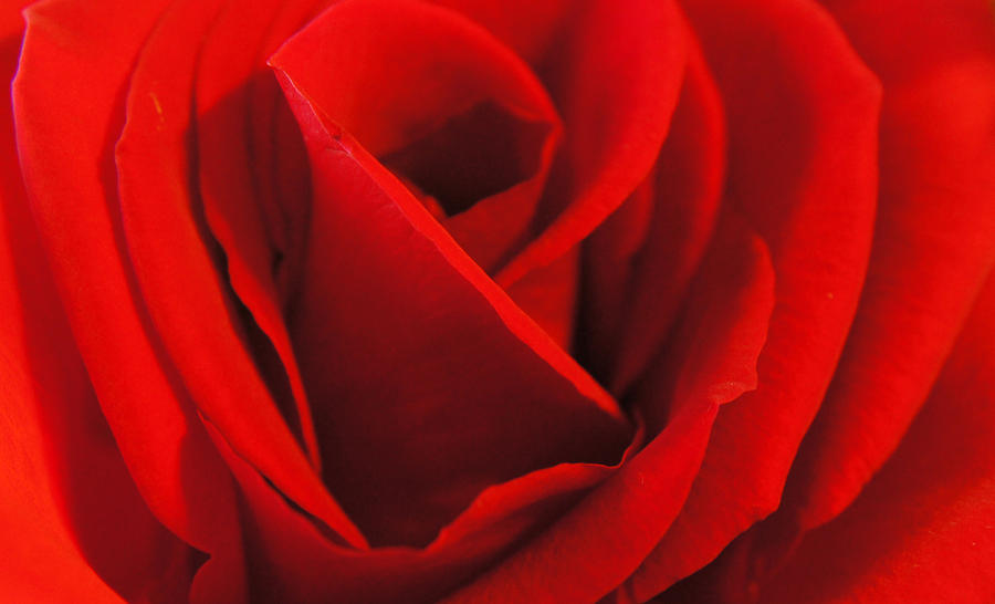 Flowers Still Life Photograph - Heart of a Rose  by Kathleen  Vogel 