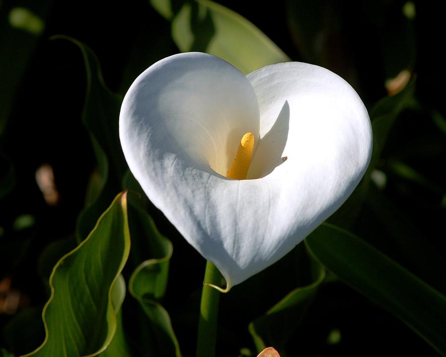 Heart of calla-lily Photograph by Meeli Sonn - Fine Art America