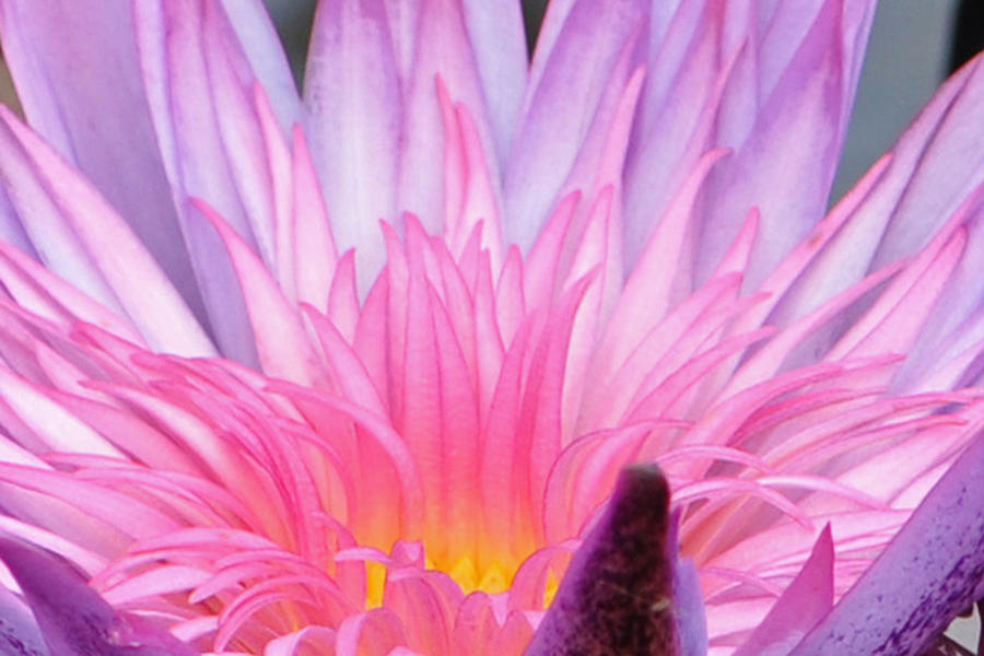 Naples Botanical Garden Photograph - Heart of Lotus by CM Stonebridge