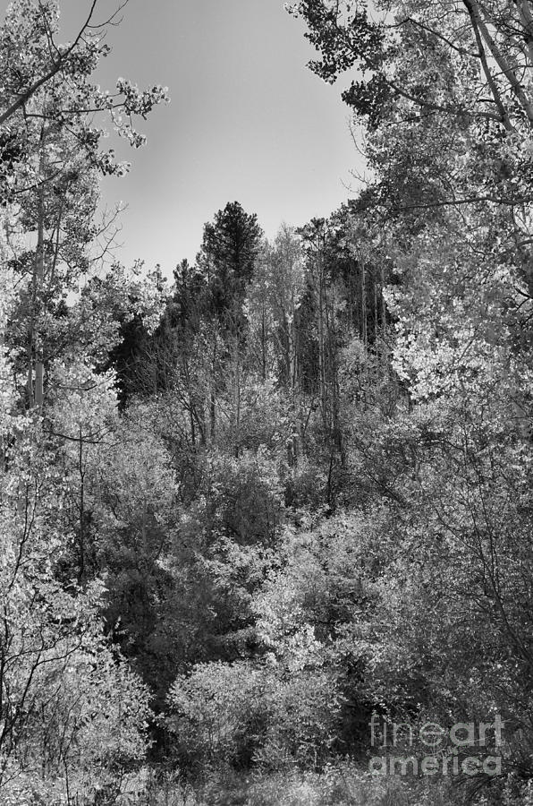 Heart of the Aspen Forest Photograph by Vicki Pelham