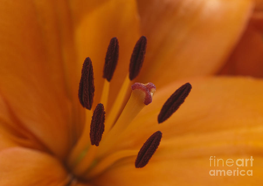 Heart of the Lily Photograph by Sandra Bronstein