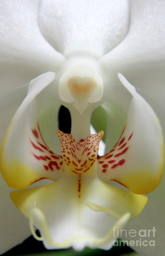 Heart of the Orchid Photograph by Balanced Art