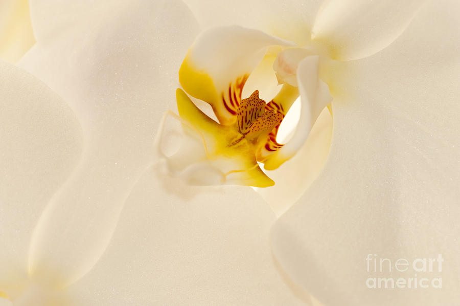 Heart of the Orchid Photograph by Sandra Bronstein