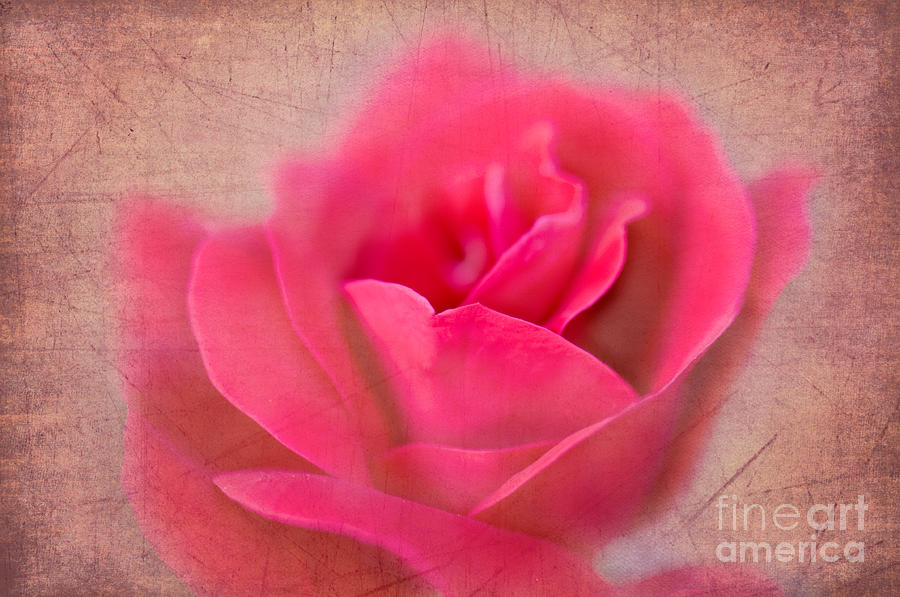 Heart of the Rose Photograph by Betty LaRue